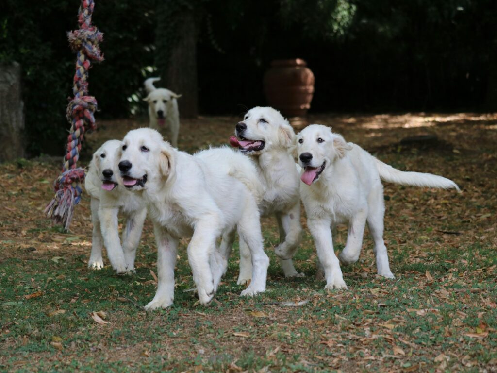 Cuidador perro Madrid