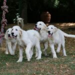 Cuidador perro Madrid