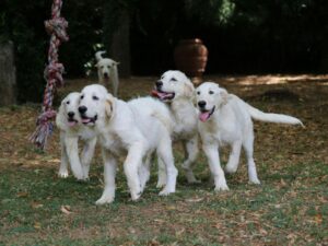 enseñar a un cachorro a hacer sus necesidades