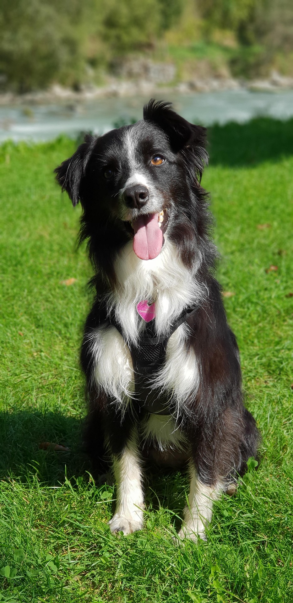 border-collie-3800902_1920