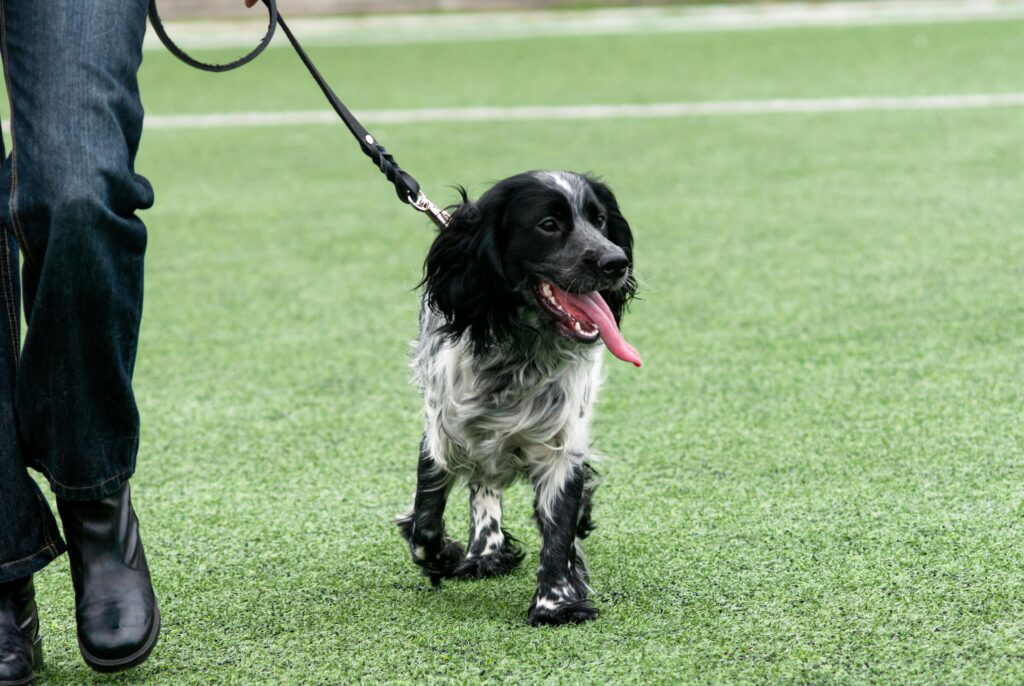 hz_springerspanielatado_hr