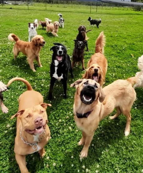 perros_centro_canino