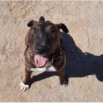 Centro Canino