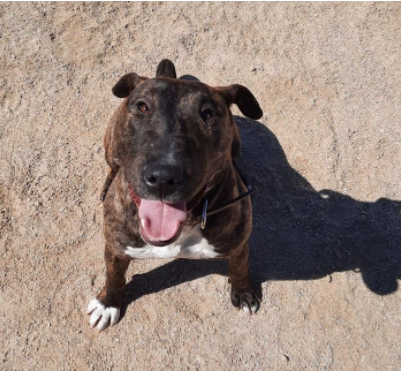 Centro Canino