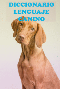 aprender gratis sobre perros